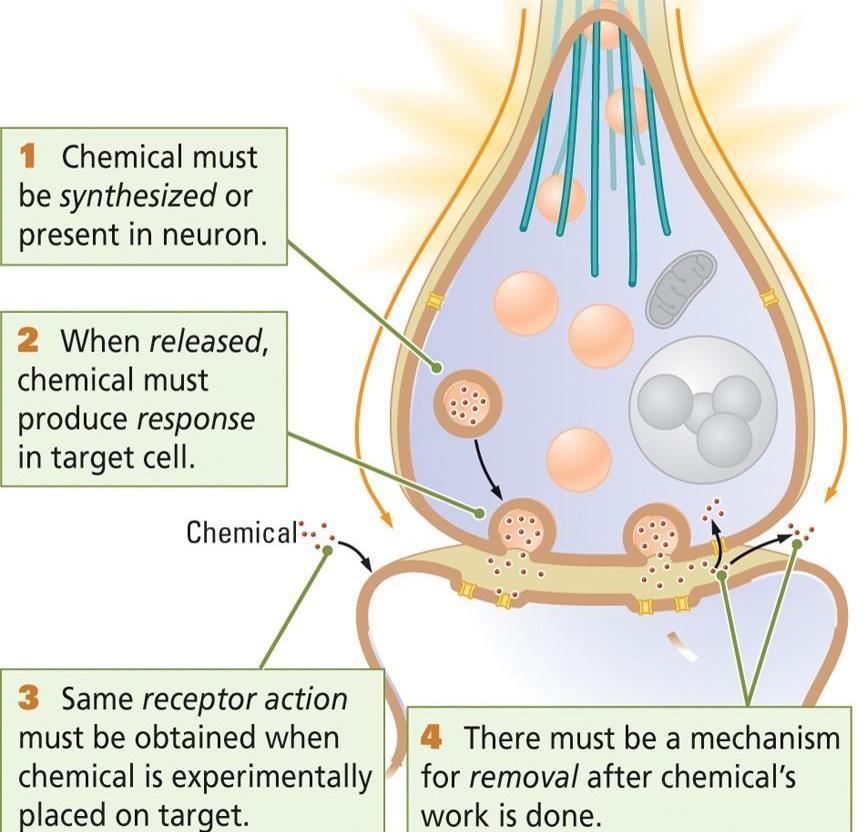 Neurotransmitter Criteria The brain contains a nearly uncountable myriad of different chemicals.