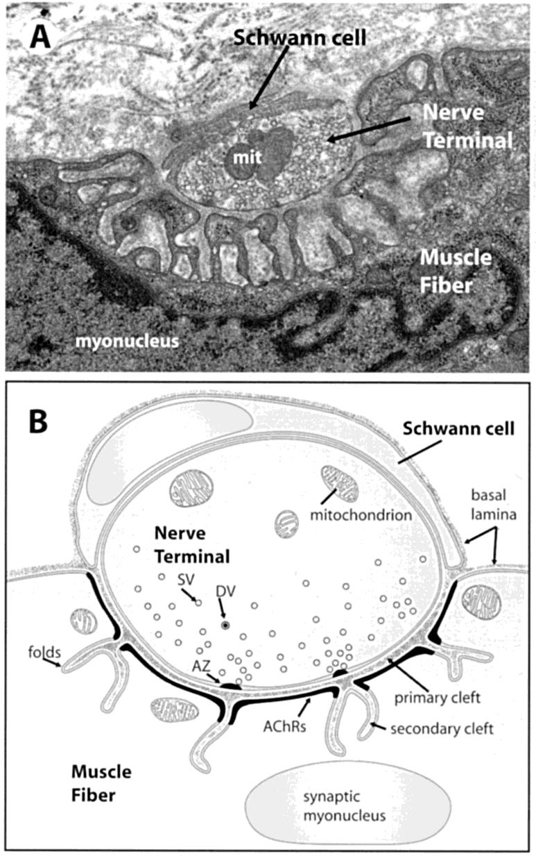 Structural Characteristics of Mature Synapses Neuromuscular junction (NMJ): o terminal of a motor neuron axon o non-myelinating Schwann cell o folded