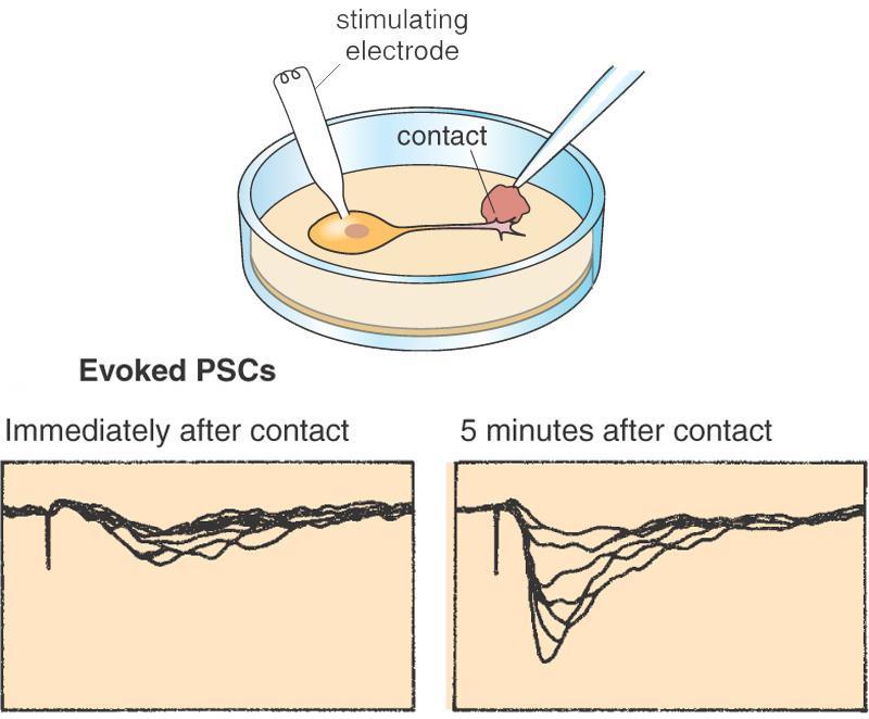 recording activity in the postsynaptic cell, activity was observed within