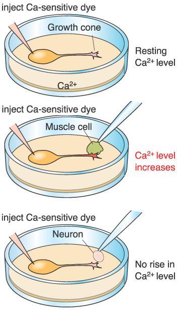 Calcium and Synaptogenesis Calcium levels increase in growth cones immediately after contact is made with an appropriate postsynaptic cell.