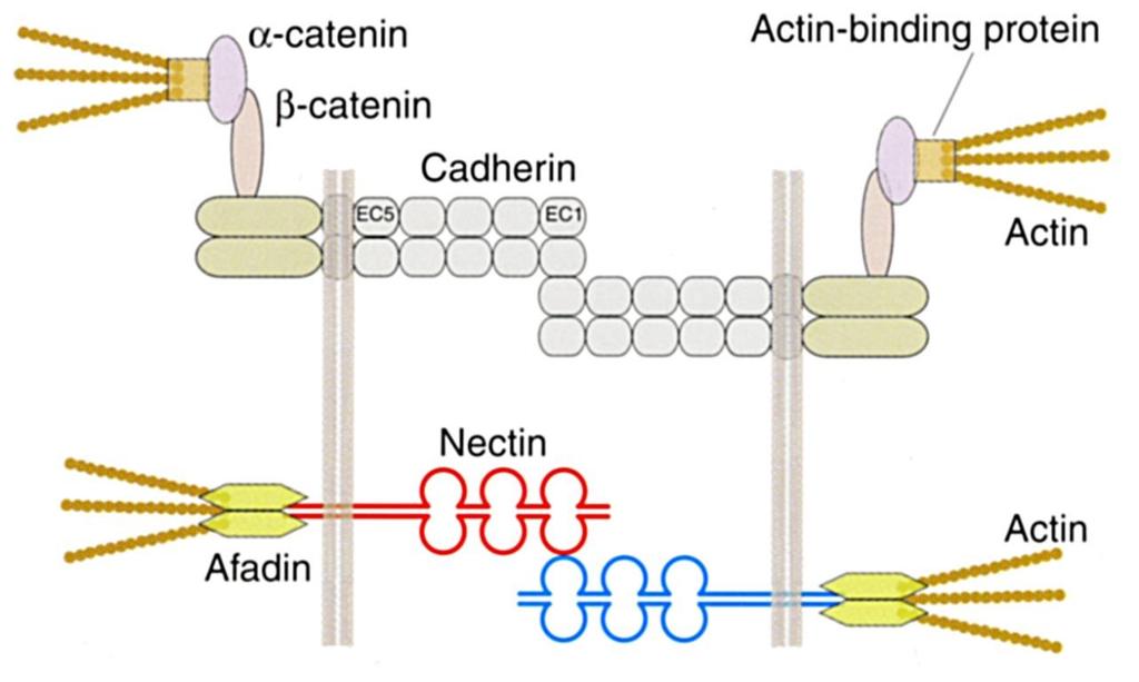 Synapse Assembly Cell adhesion molecules involved in synapse formation: cadherins 20, calcium dependent, homophilic protocadherins 80, mostly homophilic
