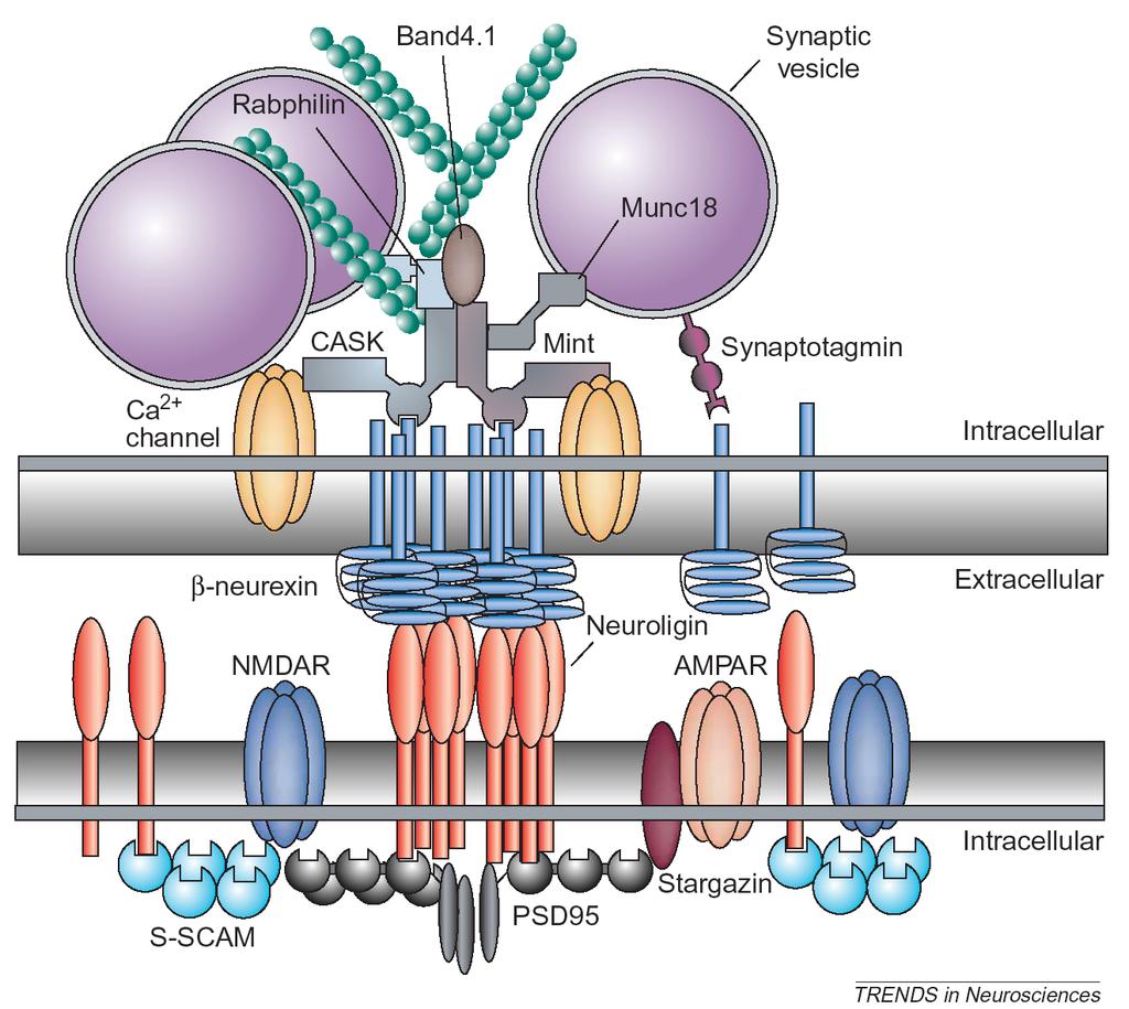 Synapse Assembly As the synapse matures, adhesion in the active zone is mediated by neurexin (presynaptic) and neuroligin (postsynaptic).