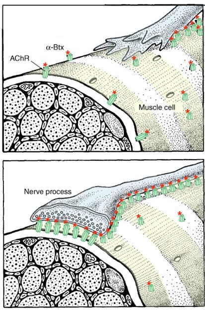 Receptor Clustering at the Neuromuscular Junction Prior to arrival of an axon, acetylcholine receptors are distributed