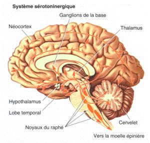 cholinergic (ACh) system: pontine and basal forebrain groups