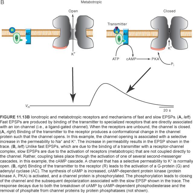 protein kinases that phosphorylate ion channels thereby changing membrane