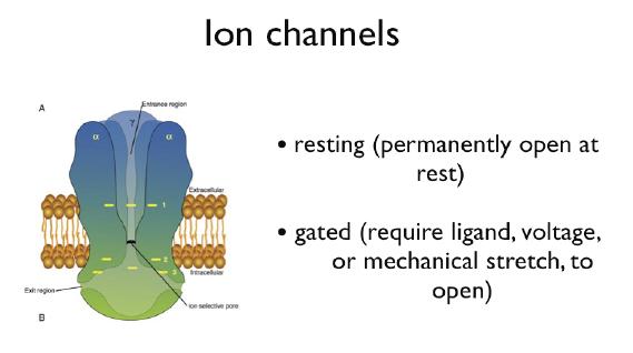 properties of ion channels: *ion selectivity e.g., Na+, Ca++, K+, Cl- *gating e.g., by voltage, ligand *kinetics e.g., open-time *state e.