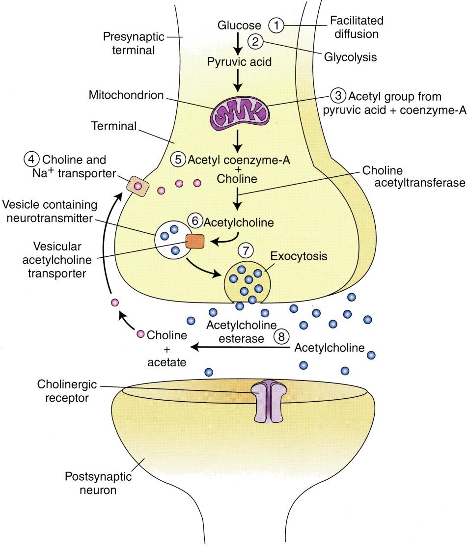 Neurotransmitter Clearance The enzyme, acetylcholinesterase, is present in the cleft of cholinergic synapses.