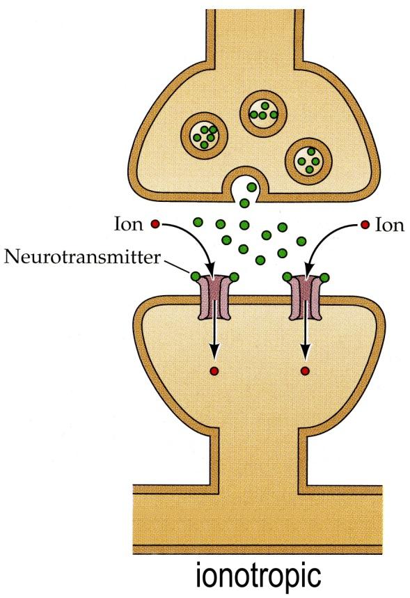 Neurotransmitter Receptors Ionotropic receptors: Receptor includes a gated-channel through the membrane.