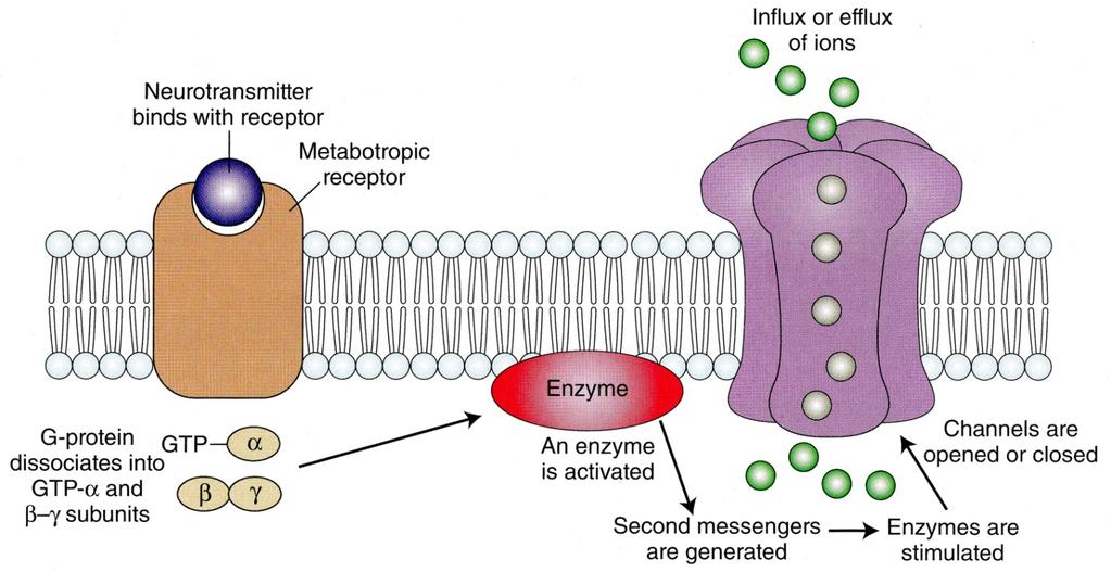 Neurotransmitter Receptors Metabotropic receptors: Transmitter binding activates a coupled G-protein.