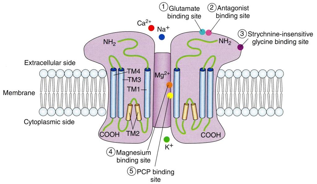 Neurotransmitter Receptors Receptors can be very complex. The NMDA receptor is one of the main glutamate receptors. As well as a glutamate binding site, it has many other binding sites.