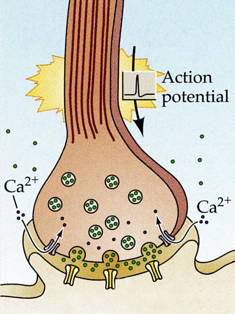 Neurotransmitter Release Neurotransmitter released from vesicles diffuses across the 20-50