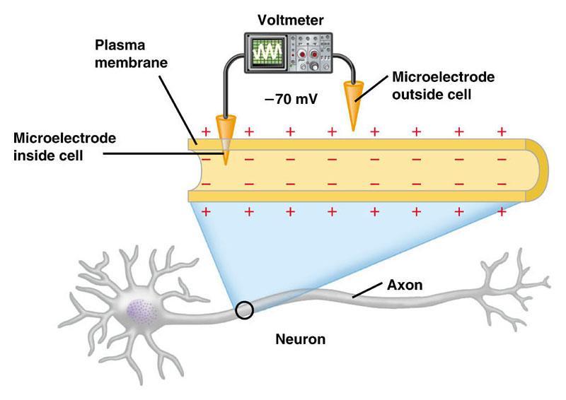 C11.3 explain the transmission of a nerve impulse through a neuron, using the following terms: resting and action potential depolarization and repolarization refractory period sodium and potassium