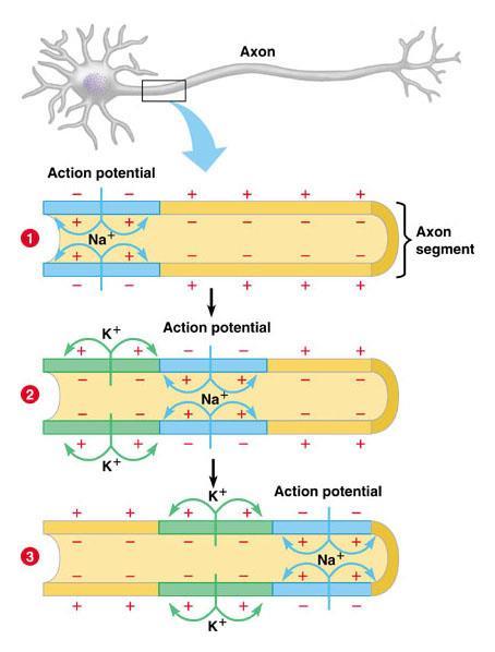 This diagram shows how the action potential spreads down the neuron: Fig 28.5 Activity: Nerve Signals: Action Potentials (28.