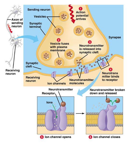 6. An enzyme (eg acetylcholinerase) is released into the synaptic cleft breaks down the neurotransmitter to prevent continuous stimulation of the postsynaptic cell. 7.