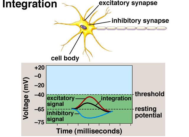 Integration: What determines whether or not the post-synaptic cell will develop an action potential?