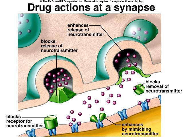 Many drugs have their effect at the synapse. The effect they have depends on whether it is an excitatory or inhibitory synapse, and on the drug itself.