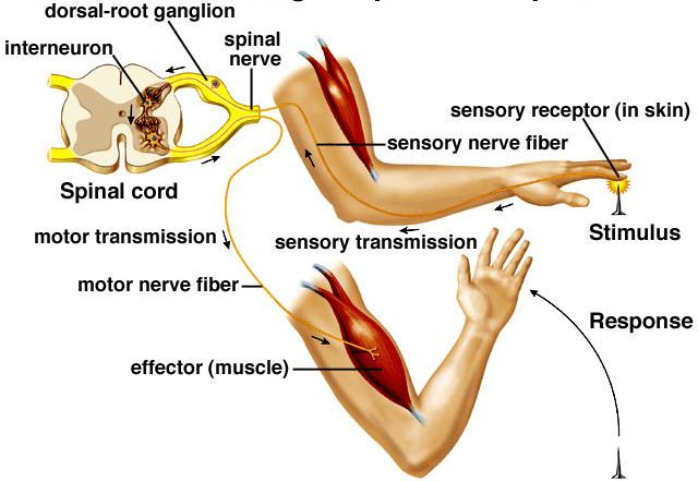 C11.8 describe the structure of a reflex arc (receptor, sensory neuron, interneuron, motor neuron, and effector) and relate its structure to how
