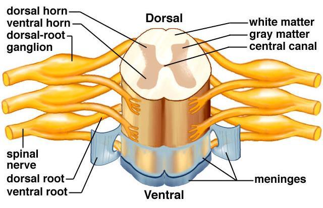 What are the meninges? http://faculty.une.