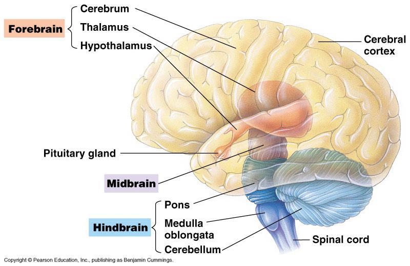 C12.2 identify and give functions for each of the following parts of the brain: medulla oblongata cerebrum thalamus cerebellum hypothalamus pituitary gland corpus callosum meninges http://faculty.une.