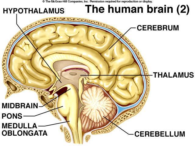 pituitary - involved in osmoregulation, contractions of uterus, control of sexual cycles, milk production, control of thyroid gland, etc.
