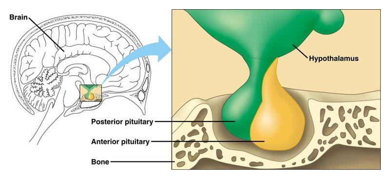 C12.3 explain how the hypothalamus and pituitary gland interact as the neuroendocrine control centre This diagram shows where the hypothalamus and pituitary gland are located in your head: Posterior