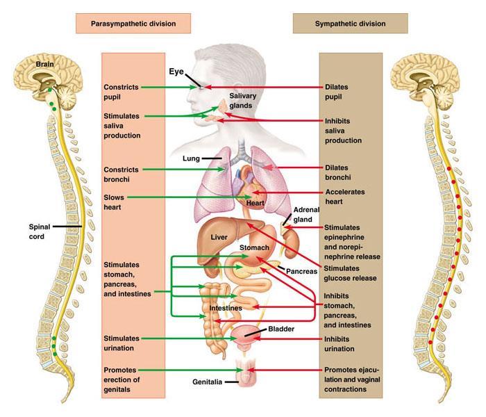 C12.5 describe the inter-related functions of the sympathetic and parasympathetic divisions of the autonomic nervous system, with reference to effect on body functions including heart rate, breathing