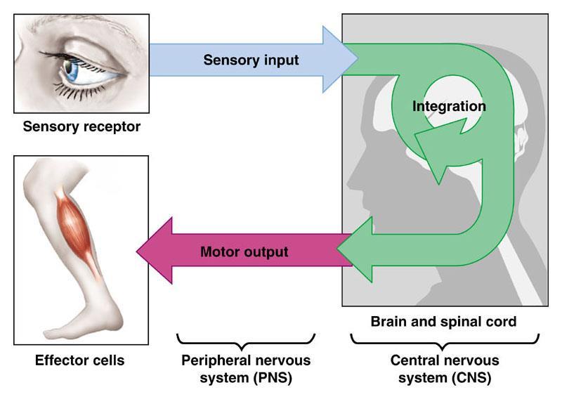 from the CNS towards the effectors (muscles and glands).