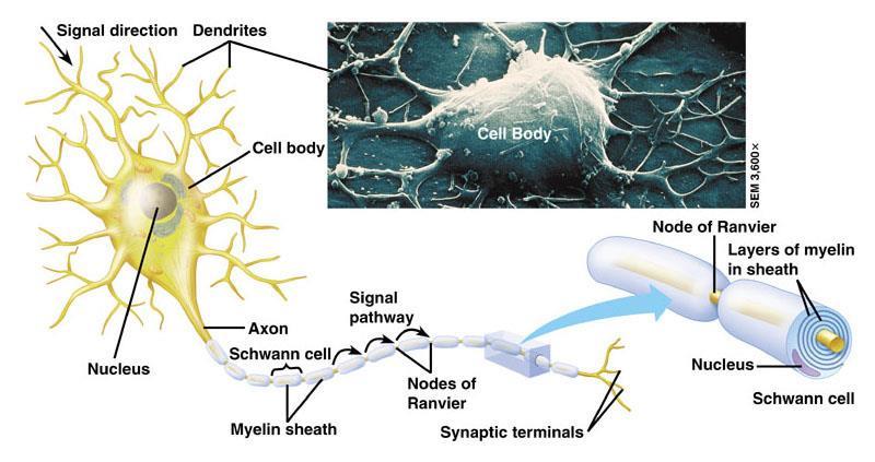 C11.1 identify and give functions for each of the following: dendrite, cell body, axon, axoplasm, and axomembrane Dendrite: Branched extensions that receive signals from other neurons.