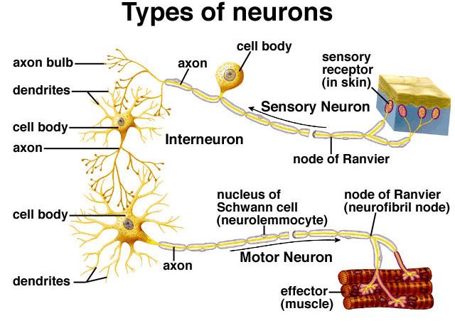C11.2 differentiate among sensory, motor, and interneurons with