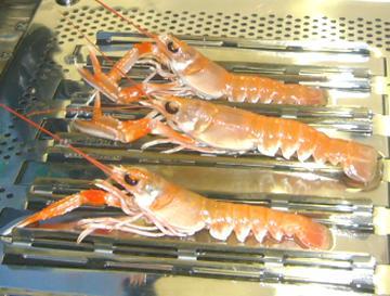 Results The Crustastun process The Crustastun process (110 volt, 2-5 amp delivered for 5s lobster symbol) was found to reliably kill all the animals (up to 5) placed in the chamber, as judged by the