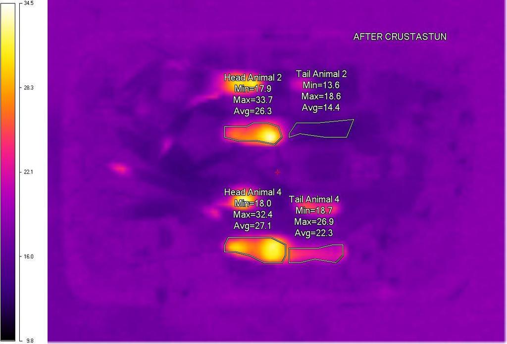 Figure 4. Thermal images of a second group of four langoustines after being killed using the Crustastun machine. In this case there was some change in the temperature of at least two of the tails.