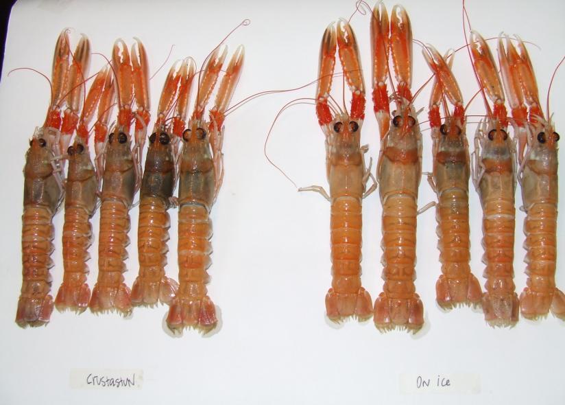 CRUSTASTUN ON ICE Figure 8. Melanosis development in langoustines on Day 3 after being killed using Crustastun (left group) or ice (right group).