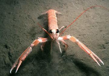 Evaluation of the quality of Langoustines after being killed by the