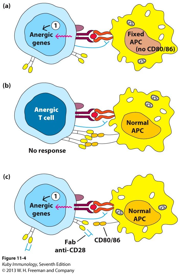 Absence of Costimulation Leads to Clonal Anergy, Which Ensures Peripheral
