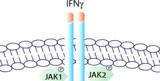 Prototypic Example of Cytokine Signaling- Mediated Transcriptional Regulation IFN-γ-Induced STAT1 Signaling 1 1 1. IFN-γ binds to its cognate receptor (IFN-γR) 2 2. α and β chains aggregate 1.
