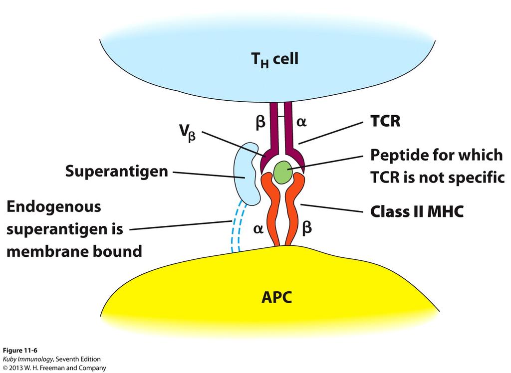 Aberrant T Cell Activation During