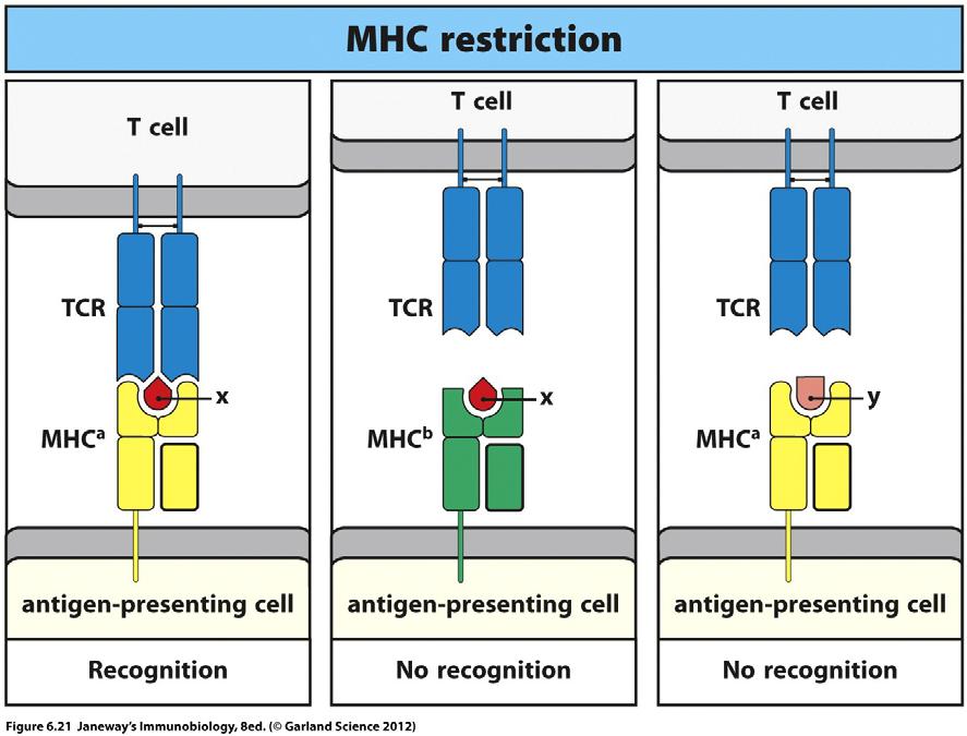 Signal 1: T Cell Recognition of MHC-Peptide Complexes Antigen specificity is governed by the TCR, which recognizes an antigenic peptide in the context of self-mhc, a concept known as