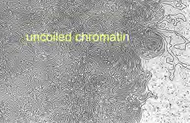 When cells aren t dividing, DNA is not coiled into chromosomes They are uncoiled so that the genetic information may be easily read and used This uncoiled form of DNA is called chromatin; substance