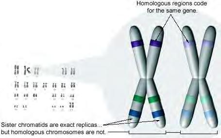 Humans have 2 sex chromosomes and 44 autosomes Every cell of an organism that is produced by sexual reproduction has 2 copies of each autosome One autosome came from mom, the other came from dad The