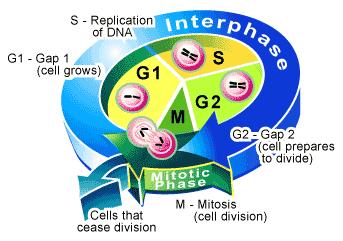 part of the cycle The time between divisions is called Interphase The cell carries out its activities The cell grows and prepares for division Cells that seldom divide spend most of their