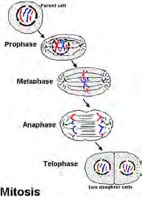 2. S Phase(Synthesis): cell DNA is copied/replicated 3.