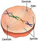 Prophase continued: The mitotic spindle (made of spindle fibers) forms Kinetochore fibers attach to