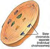 the chromosomes and pull them apart Polar fibers extend across the dividing cell between the