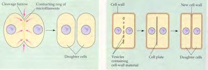 opposite ends of the parent cell The spindle fibers disappear Chromosomes uncoil and disappear A