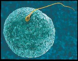 When an egg and a sperm unite during fertilization, a new cell