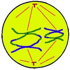 Metaphase I Homologous