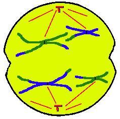 Anaphase I Homologous chromosomes separate and