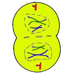 Telophase I Homologous pairs have moved to