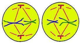 Metaphase II Chromosomes line up