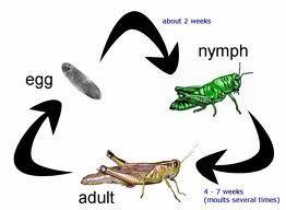 Incomplete Metamorphosis Incomplete Metamorphosis: involves subtle (minor) changes through 3 life cycle stages: 1. Egg 2.